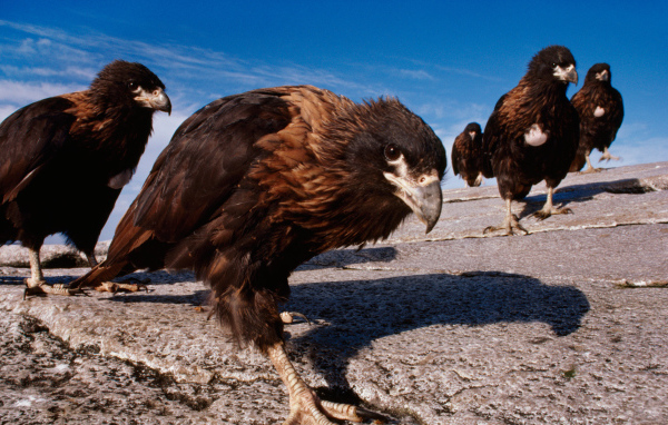 Семейство каракары