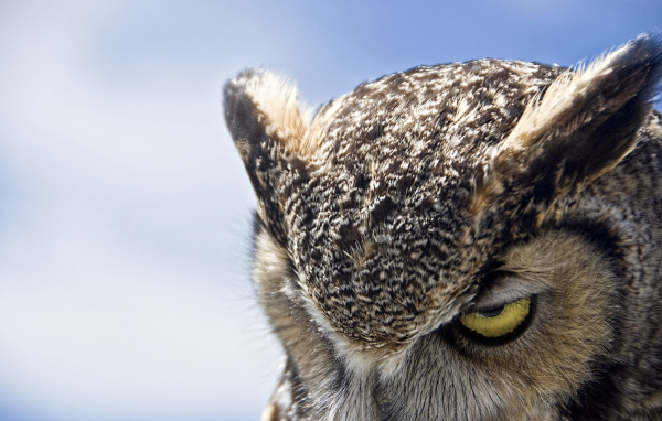 Great horned owl