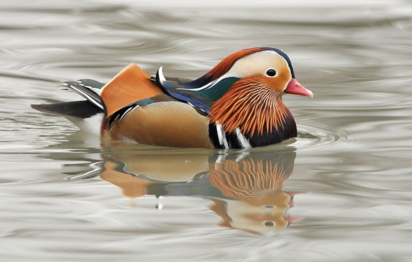 Мандаринка