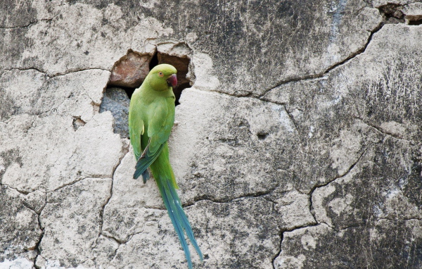 Попугай на стене