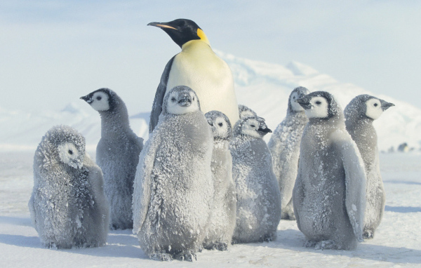 Пингвин и малыши