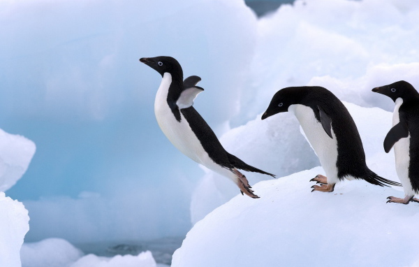 Пингвин в прыжке