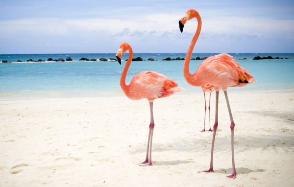 Розовый фламинго на берегу