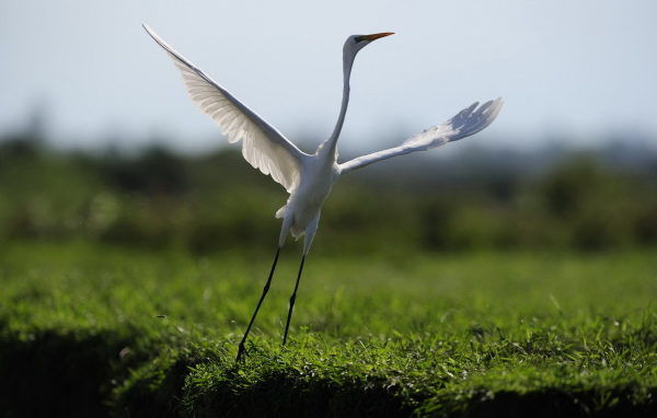 Взлетающая цапля