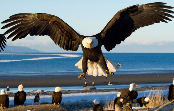 Грозный орел