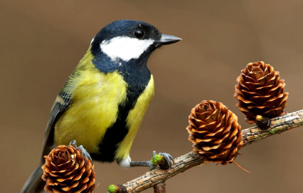 Синица на ветке