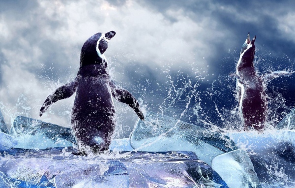 Два пингвина