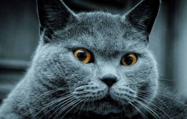 Красавец кот