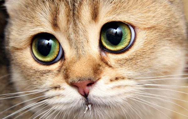 Кошачья морда