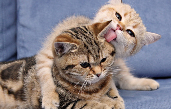 Кошка и котенок