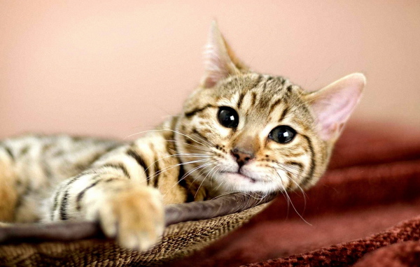 Кошка в корзине