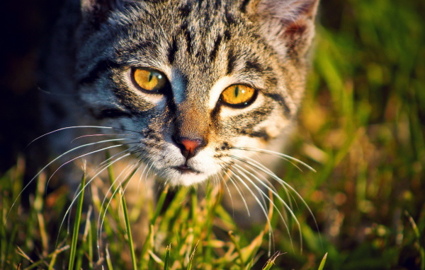 Кошка в траве