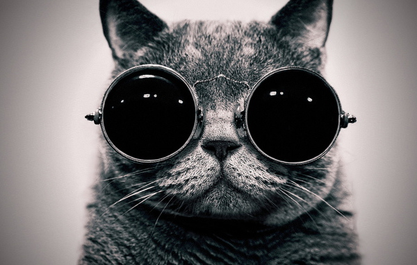Кот в очках