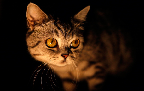 Кошка в ночи