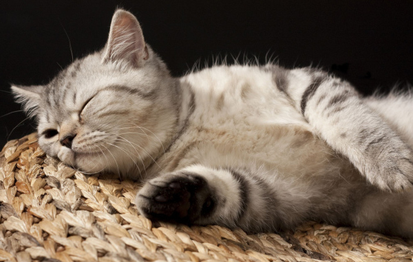 Кошка на корзине