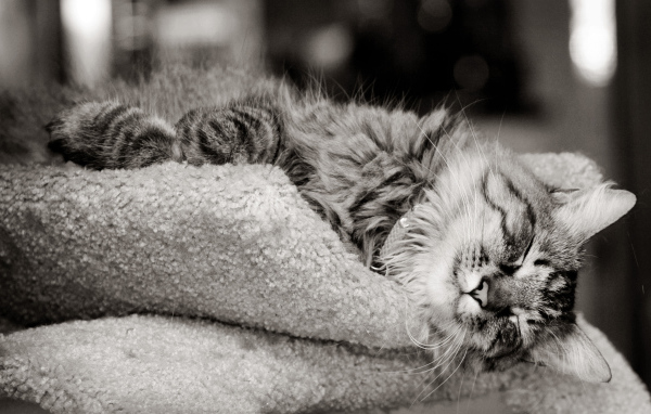 Кошка на шерстяной подушке