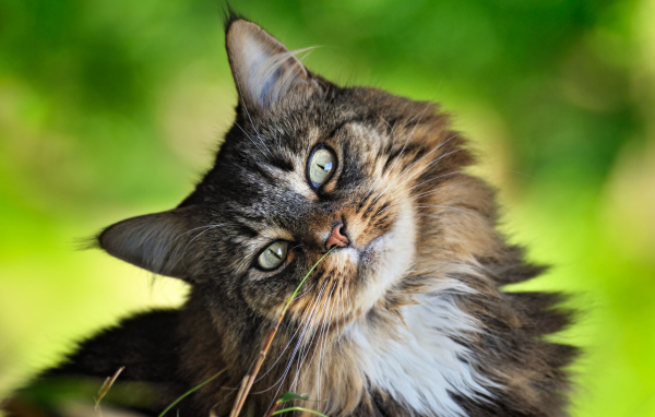 Кошачья мордашка