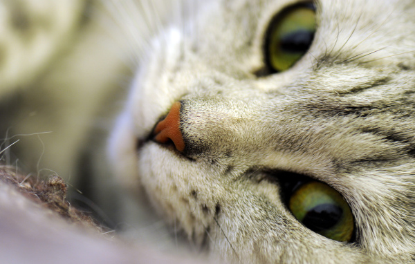 Кошачьи глаза