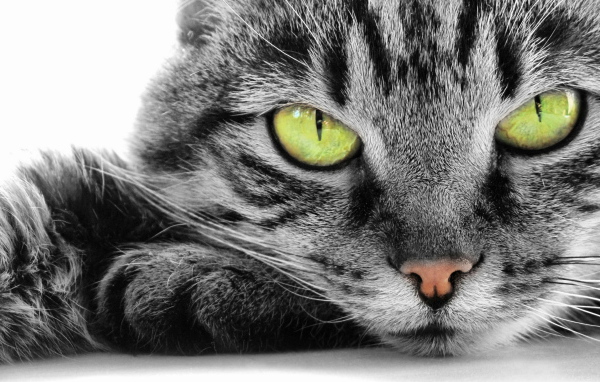Кошка с зелеными глазами