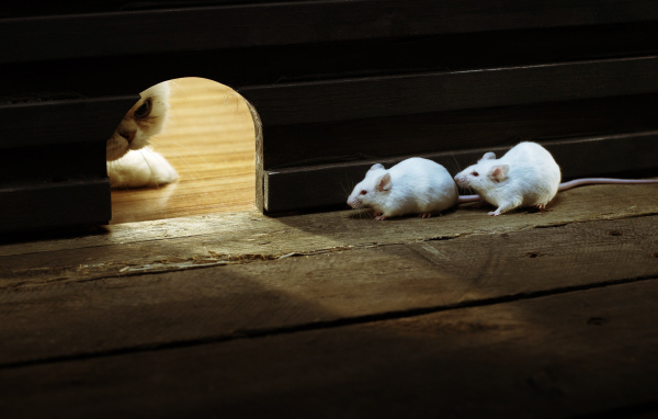 Кошки - мышки