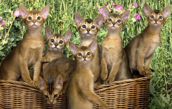 Кошки в корзинке