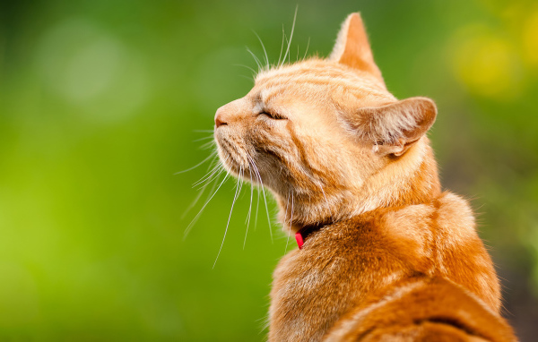 Довольный кот