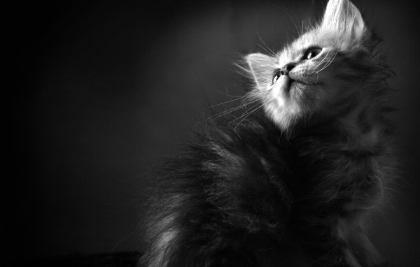 Пушистый котенок