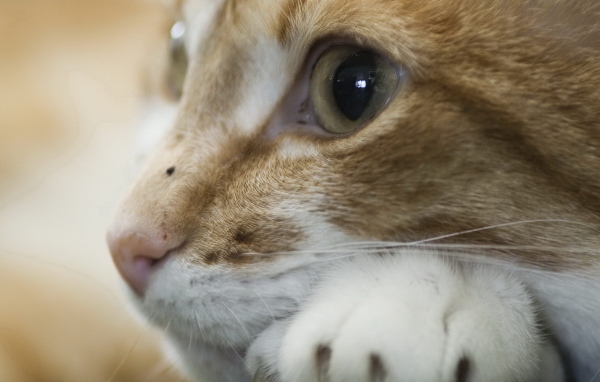 Рыжая кошка