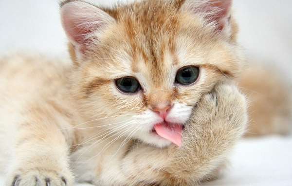 Рыжий котенок