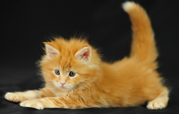 Рыжий котенок
