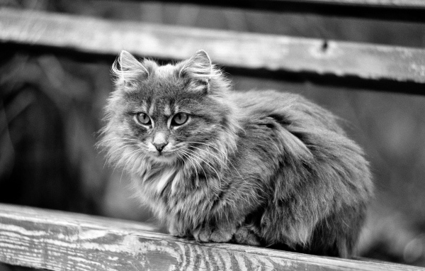 Серая кошечка