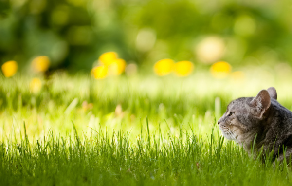 Спрятался в траве