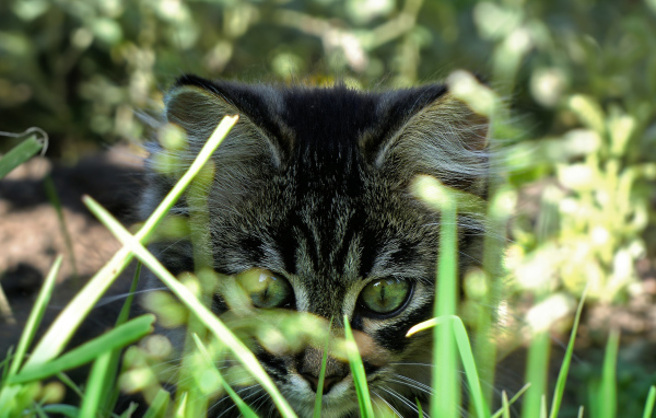 Вот это трава!