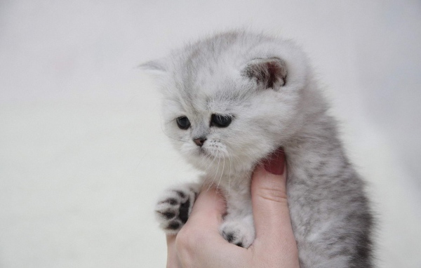 Котенок в руке