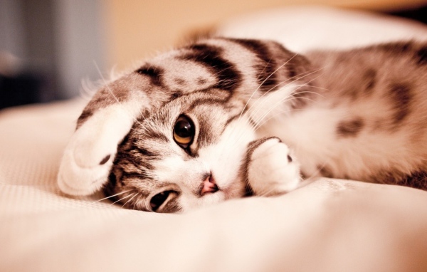 Маленький котенок