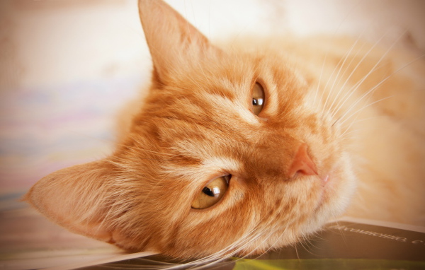 Рыжий кот