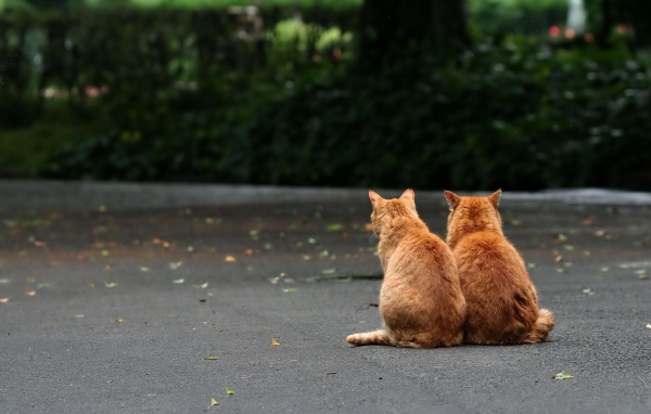 Рыжие братья