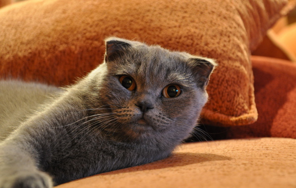 Шотландский фолд