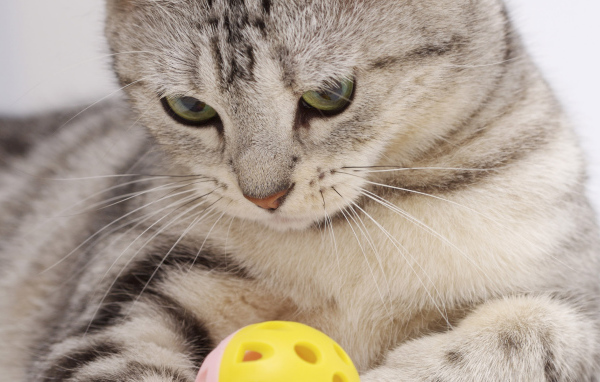 Прямоухий Скоттиш Страйт