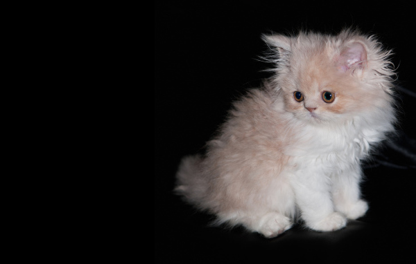 Лохматый котенок