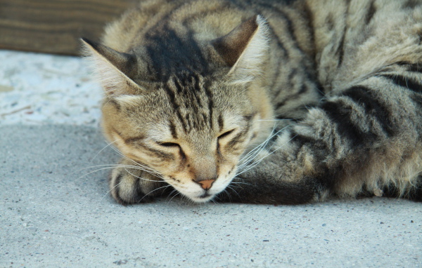 Сонный Васька