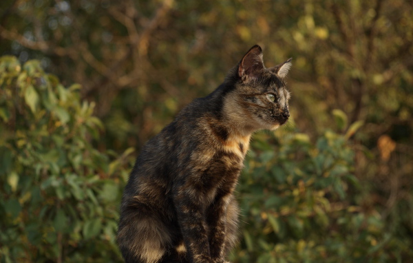 Пятнистый кот