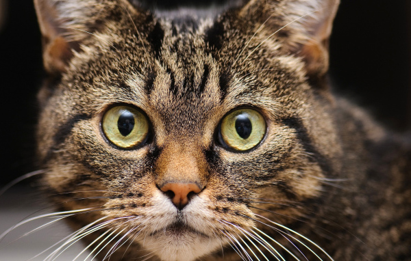 Удивленная мордашка