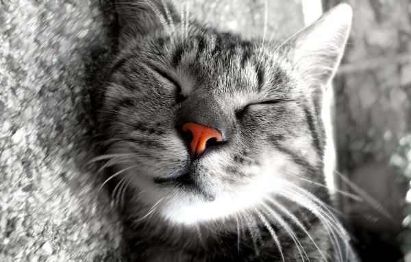 Сладкие кошачьи сны