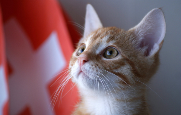 Швейцарский армейский кот