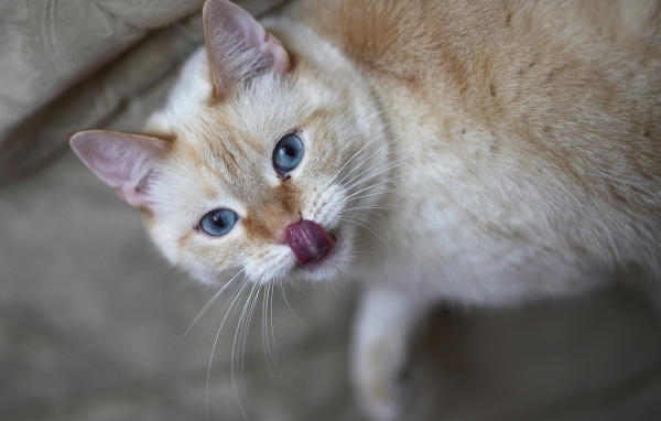 Кошачий язычок