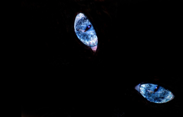 Эти глаза напротив