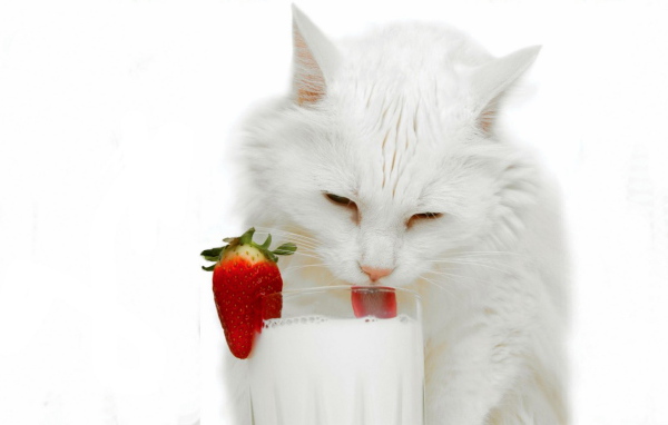 Белая кошка и молоко