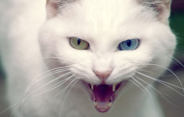 Белая хищница