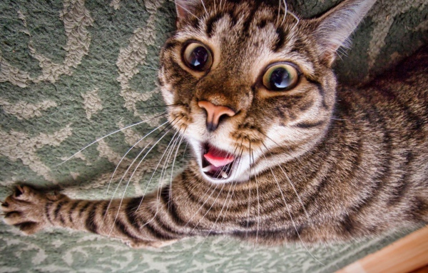 Зевающий кот